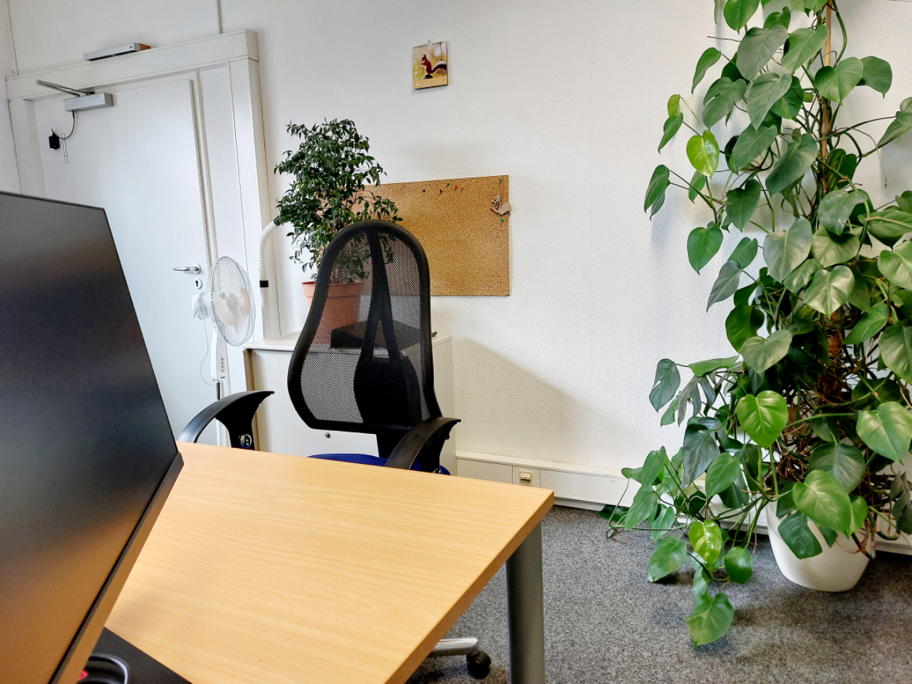 Blick auf einen Schreibtisch mit Schreibtischstuhl, rechts eine große Pflanze, im Hintergrund eine Pinwand.